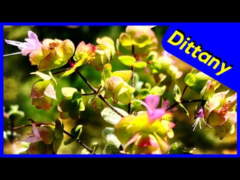 וִידֵאוֹ: Cretan Dittany Care - How To Grow Dittany Of Crete Plants