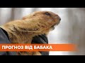 Сурок Тимка спрогнозировал раннюю весну