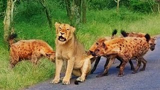 Old Lioness Tries Escaping Gang Of Hyenas