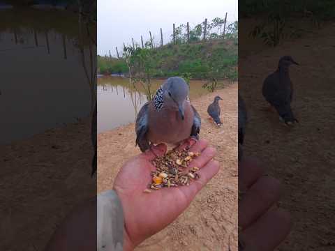 ※ Chim cu gáy TB 1808*🕊️🌸👍 | #shorts