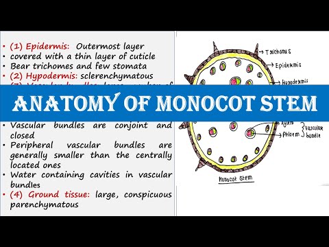Anatomy of monocot