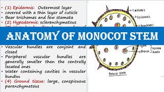 Anatomy of monocot stem