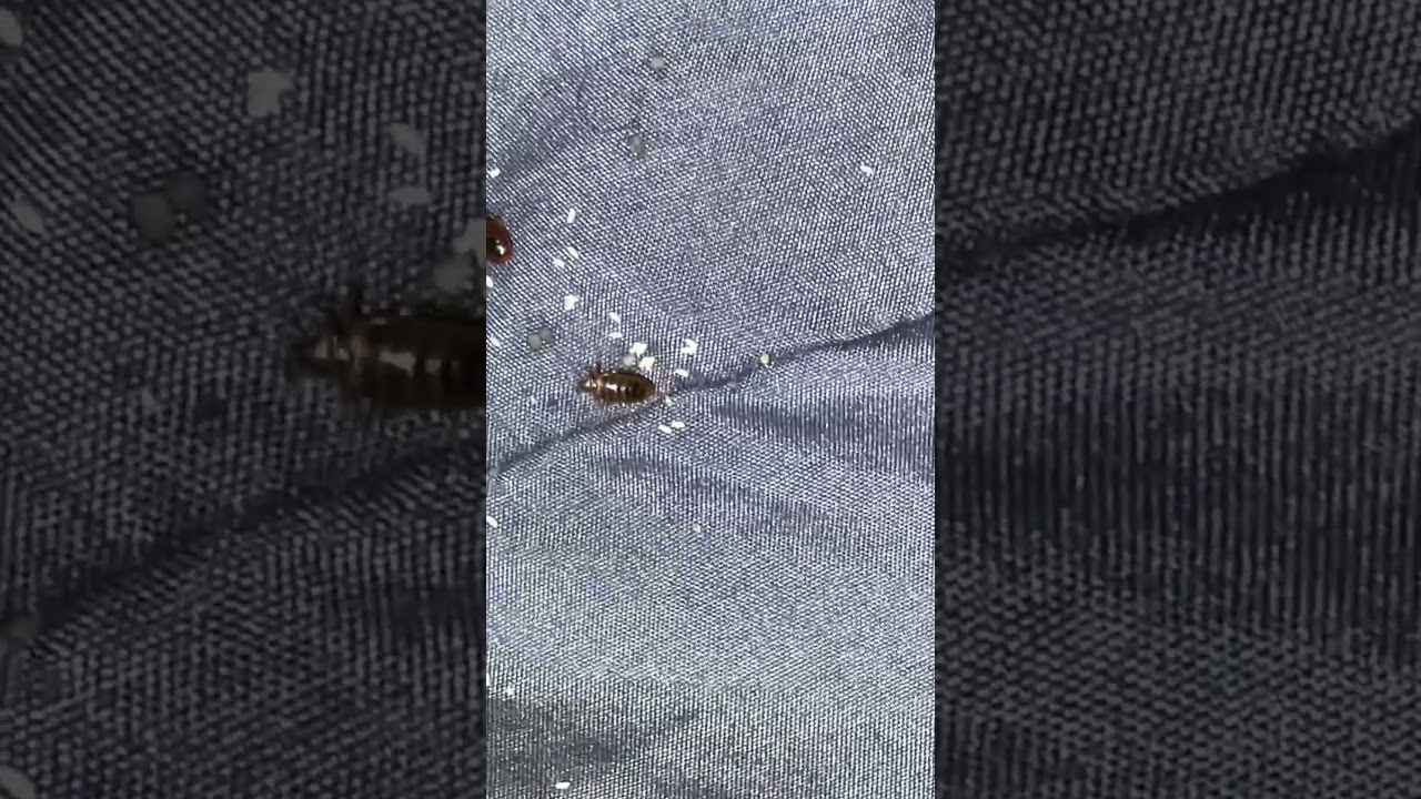 Adult bedbugs and Eggs