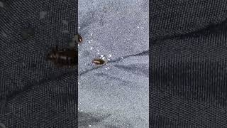 Adult Bedbugs And Eggs