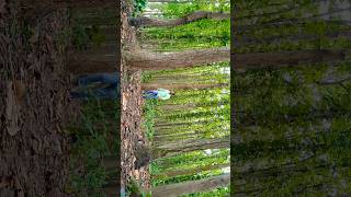 Beautiful Jharkhand / Pine Forest #jharkhandtourism #nature #greenjharkhand