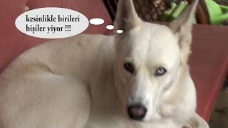 İtin Oğlu It Tina Melek Oldu Tina