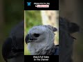 Majestic Harpy Eagle #shorts #eagle #birds #nesting