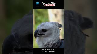 Majestic Harpy Eagle #shorts #eagle #birds #nesting