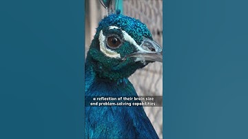 Songbirds 🐦 : The Brainy Musicians #science  #birds   #singing