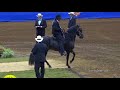 2017 Paso Fino Nationals -  Fino 5 & 6 Year Old Stallions - BOARDS & WORK OFFS