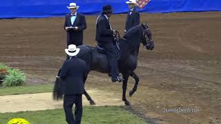 2017 Paso Fino Nationals   Fino 5 & 6 Year Old Stallions  BOARDS & WORK OFFS