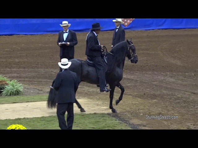 2017 Paso Fino Nationals -  Fino 5 & 6 Year Old Stallions - BOARDS & WORK OFFS class=