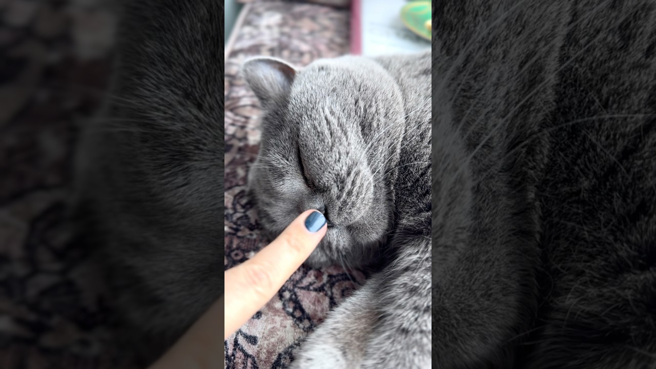 Месть коту за тыгыдык 