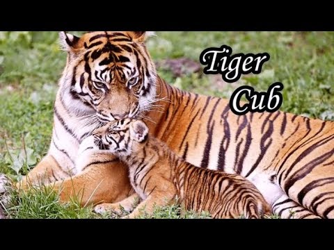 Wild Animals Mother Animals And Baby Animal Names Learn Baby Animal Names Part 1 Youtube