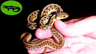 Searching for Snakes DURING A HURRICANE?!