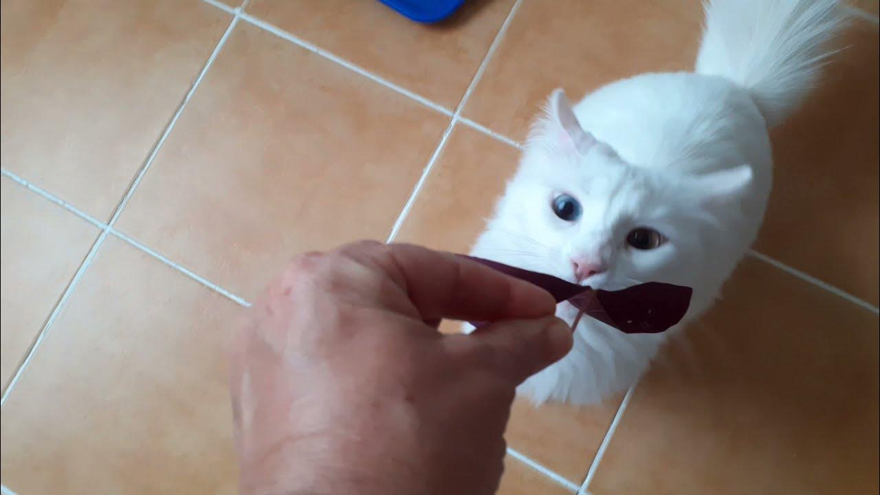 Is clover harmful to cats? Turkish Van cat eating clover YouTube
