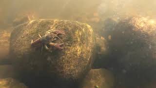 Reedsburg Dam State Campground - Air and Underwater View of Dam
