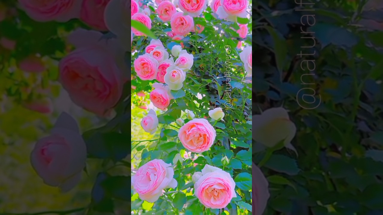 Beautiful Natural Flowers Garden 