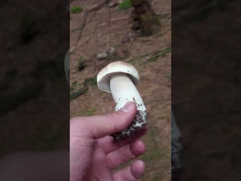 Mushroom Hunting #shorts #mushrooms #forest #foraging #september2023 #funghiporcini #fungi #cep
