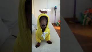 Which one is your favourite? 🤔🤔🤔 #fitcheck #dachshund #sausagedog #doglife #doglove