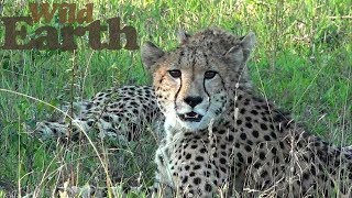 WildEarth - Sunset Safari - 5 July 2020