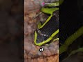 The Three Striped Poison Frog #🇵🇪 #shorts #science #facts #manu #rainforest #frogs #amazon