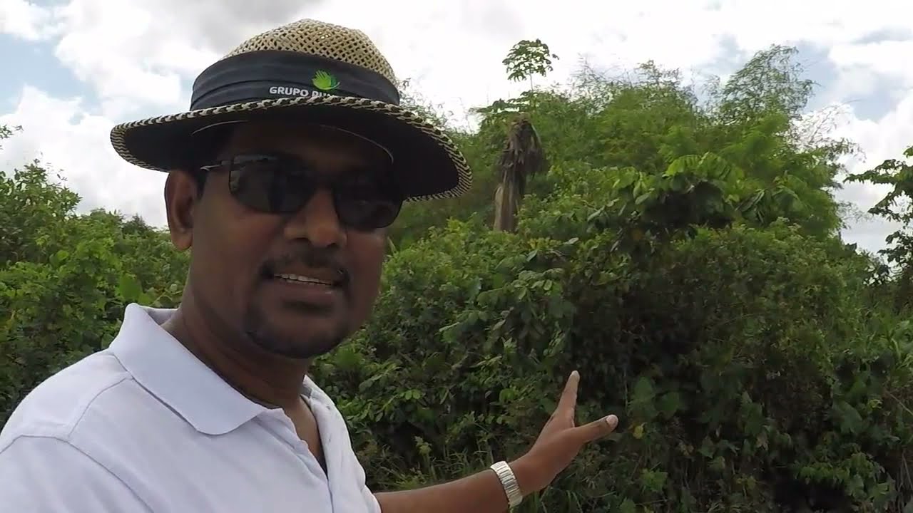 Georgetown City View and trip to Guyana Coconut Farm