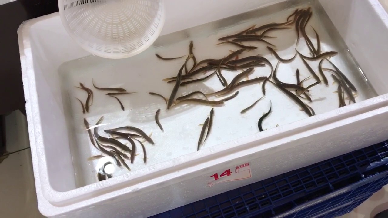 新潟 スーパー ドジョウ 食用に売ってた Youtube