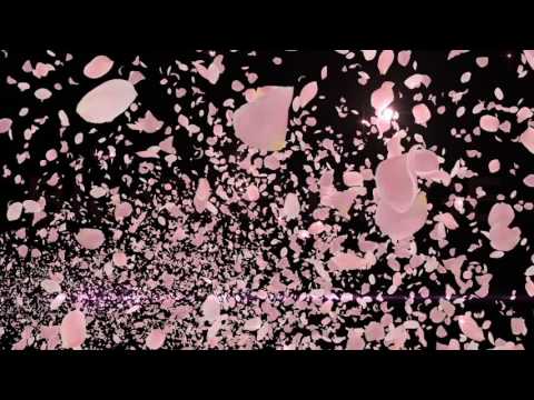 映像素材 動画素材 バラ 花びら 花吹雪 オープニング レンズフレア キラキラ Youtube 映像素材 動画素材 バラ 花びら 花吹雪 オープニング レンズフレア キラキラ Youtube
