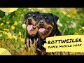 Tiktok| ROTTWEILER SUPER MUSCLE  Dog Breeds Compilations