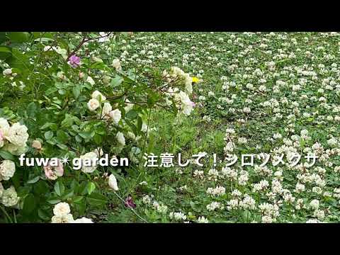 お庭のシロツメクサ　注意 !｜｜｜FUWA Garden｜｜｜