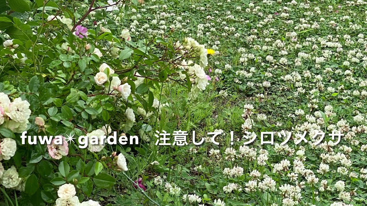 お庭のシロツメクサ 注意 Fuwa Garden Youtube
