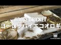 ヨーロッパイエコオロギ　House cricket【餌・飼育】