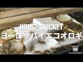 ヨーロッパイエコオロギ　House cricket【餌・飼育】