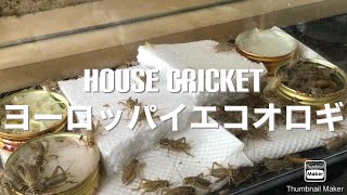 ヨーロッパイエコオロギ　House cricket【餌・飼育】