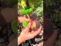 Yummy sweet ripe fig | Delicious fig farming by rural farmer #farming #anjeer