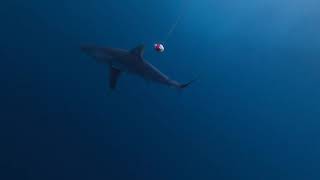 Mako Shark GoPro Action