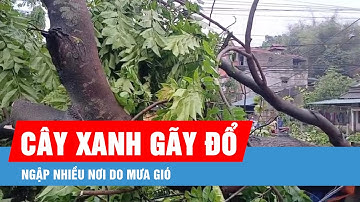 Cây xanh gãy đổ, ngập nhiều nơi do mưa gió
