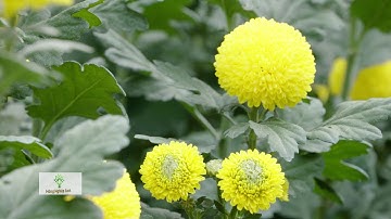 NÔNG DÂN TRỒNG HOA ĐÀ LẠT "CHĂM HOA NHƯ CHĂM CON MỌN"