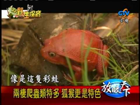 961020 馬達加斯加 野生保育