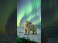 What Happens When a Polar Bear Meets the Aurora? #aicinema #aicontentcreation