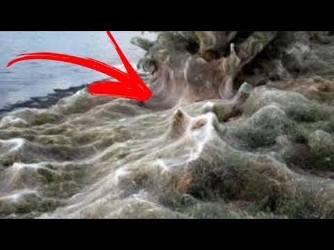 Teia de aranha GIGANTE cobre praia na Grécia.