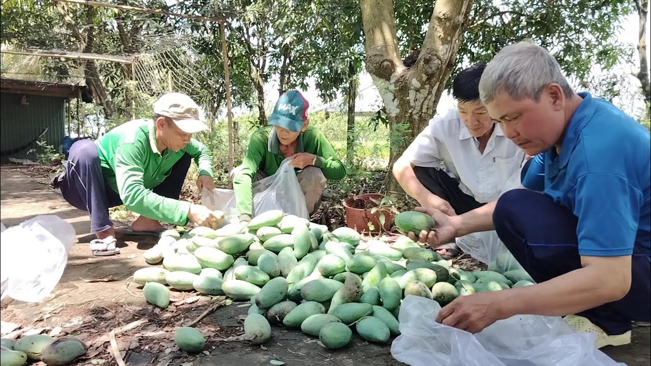 Dượng Sáu Thu Hoạch Xoài Con Cháu Vui Mừng.Làm Món Lai Rai.