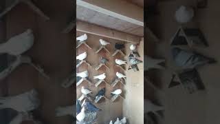 Бакинские бойные голуби часть 2 (Александр Германия) Pigeons culbutant Azerbaïdjan