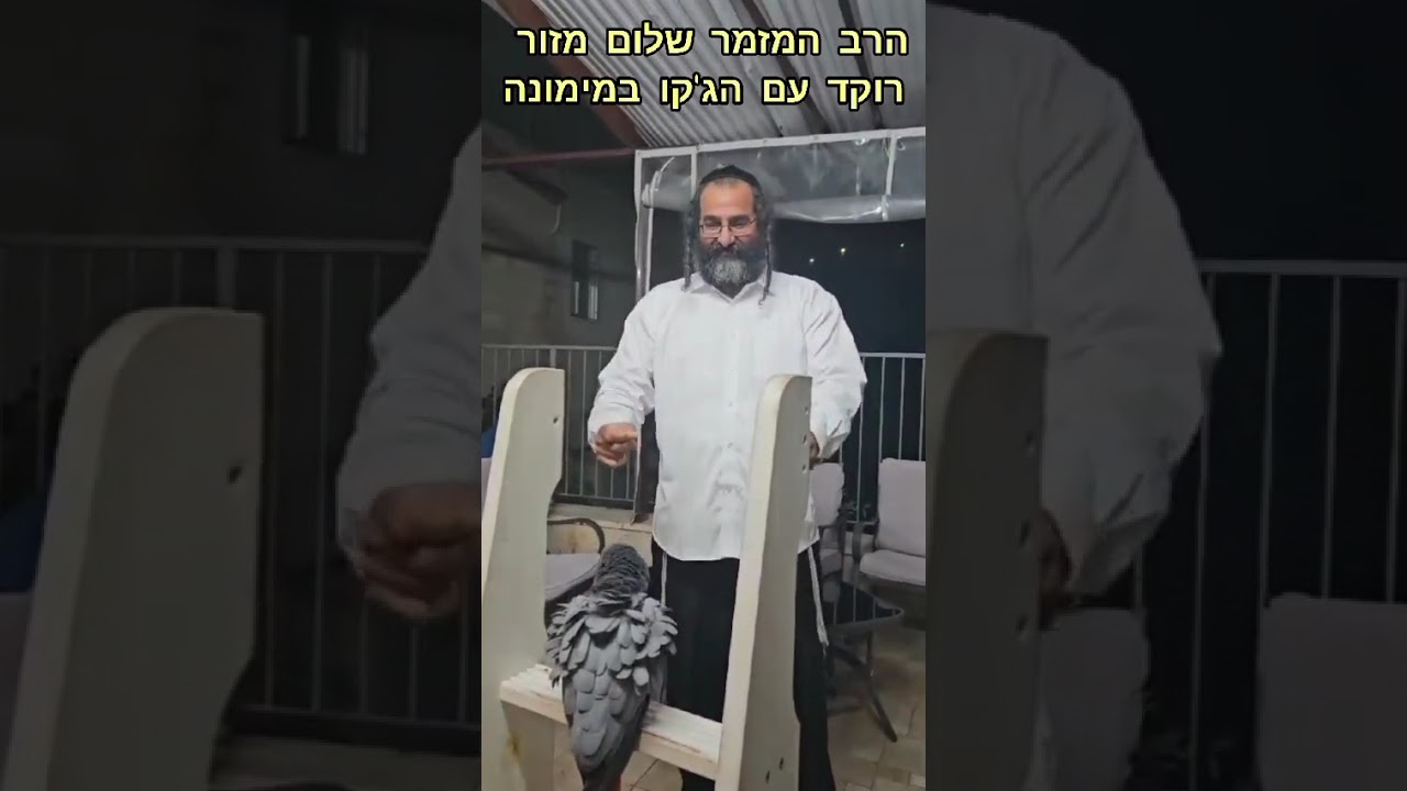 הרב שלום מזור רוקד עם התוכי במימונה