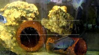 Sciaenochromis Fryeri