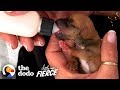 One-Eared Puppy Is Too Tiny To Be Real | The Dodo Little But Fierce