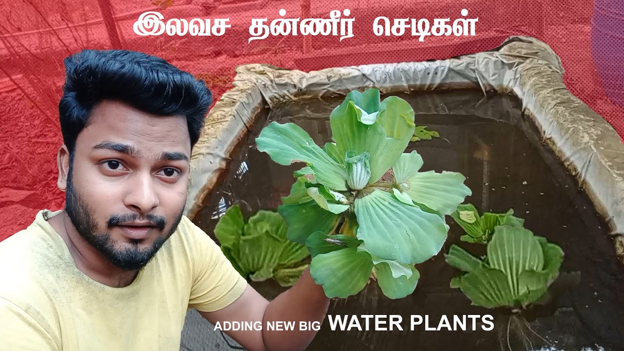 Adding new gaint water plants in my fish pond 🥳 guys vera lvl size la
