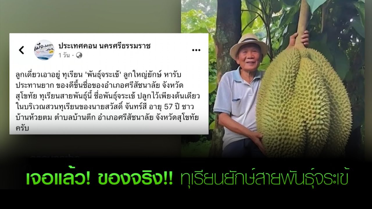 เจอแล้ว! ของจริง!! ทุเรียนยักษ์สายพันธุ์จระเข้