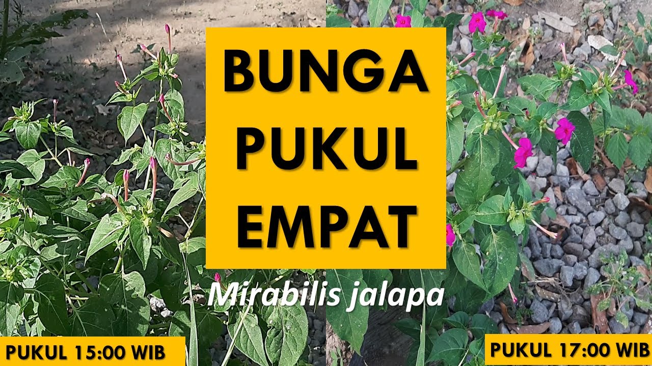 Bunga Pukul Empat Mirabilis Jalapa Youtube